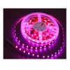 LED LED픟 LED컨 LED܉ ͶӰ